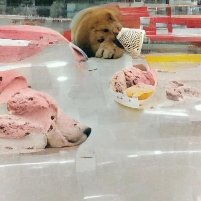 Sad Puppy Eating Ice Cream