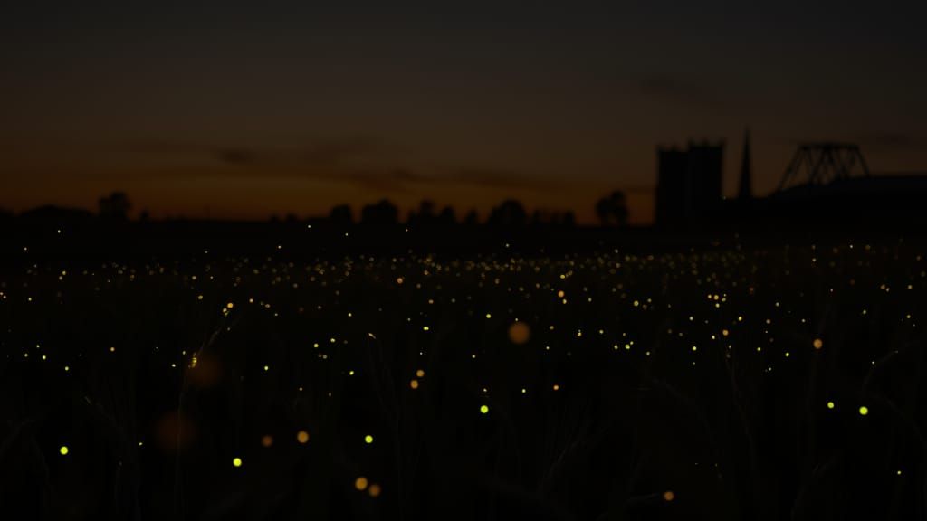 Fireflies at night ... enhanced version