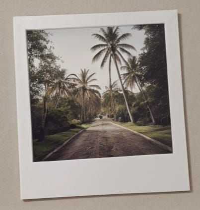 An old Polaroid picture with white frame of palms