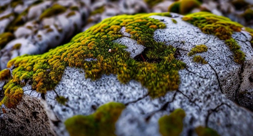 Moss on Stone in Desert, Digital Art
