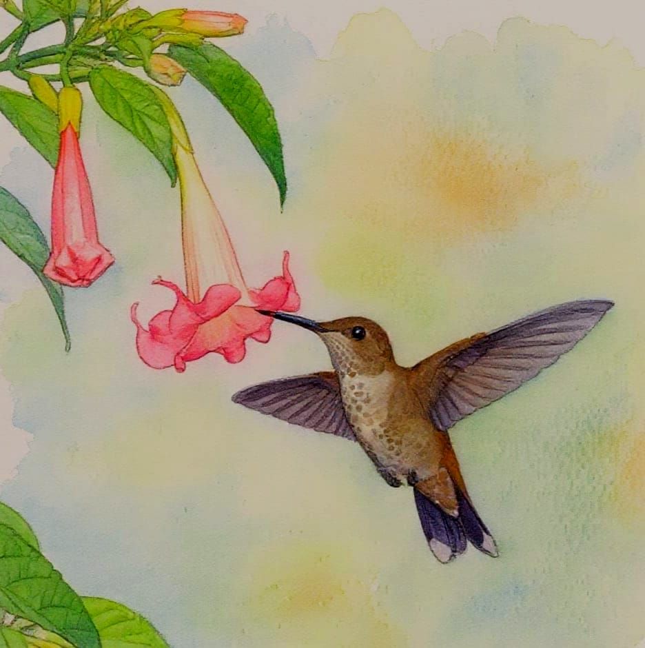 Rufous Hummingbird and Brugmansia