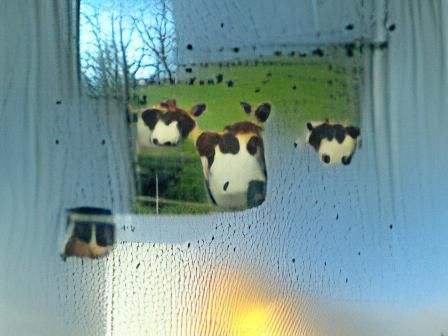 Cows Watching Through Window: A Rural Encounter