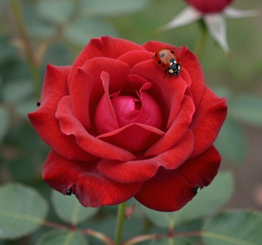 Crimson Rose Crowned with Ladybug in 8K Detail