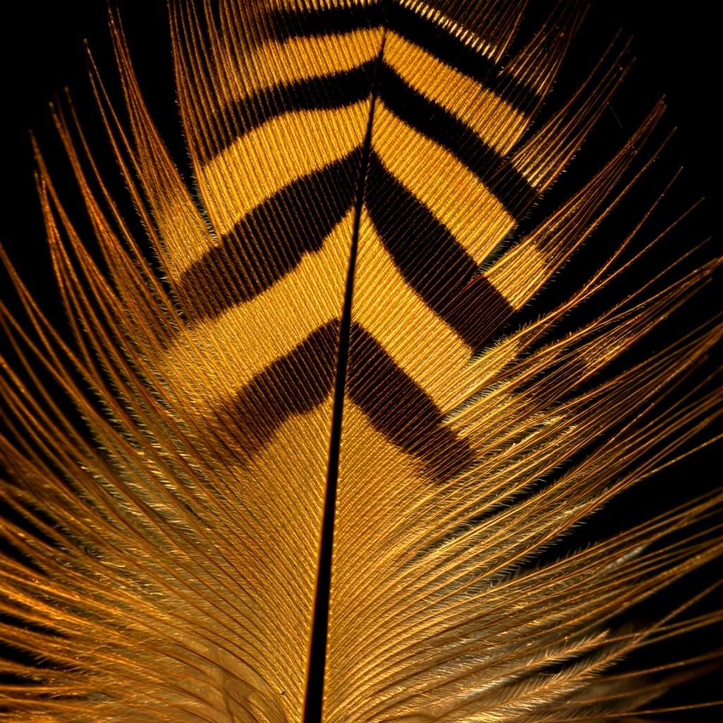 Macro Photograph of Feather with Sunlight Bokeh