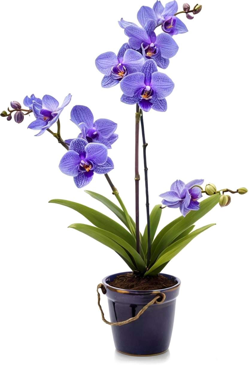 Vanda Orchid in Porcelain Pot on Pastel-Colored Wall