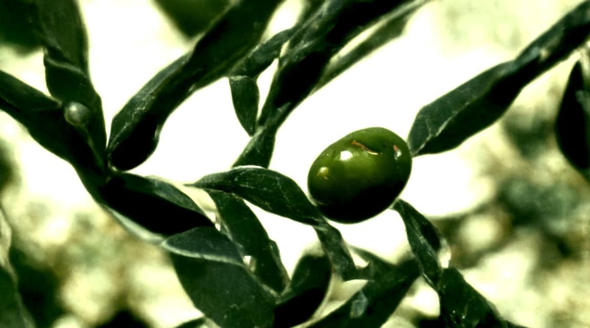 Olive Branch with Laurel Wreath in 8K 3D