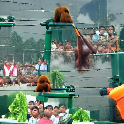 Orangutan Observes Public Execution
