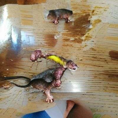 Mutant Rat Eating Siblings