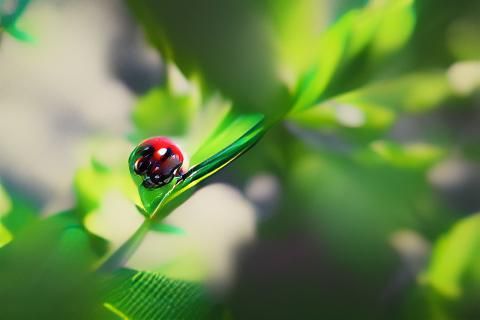 Ladybug on Leaf: Macrophotography in 8K