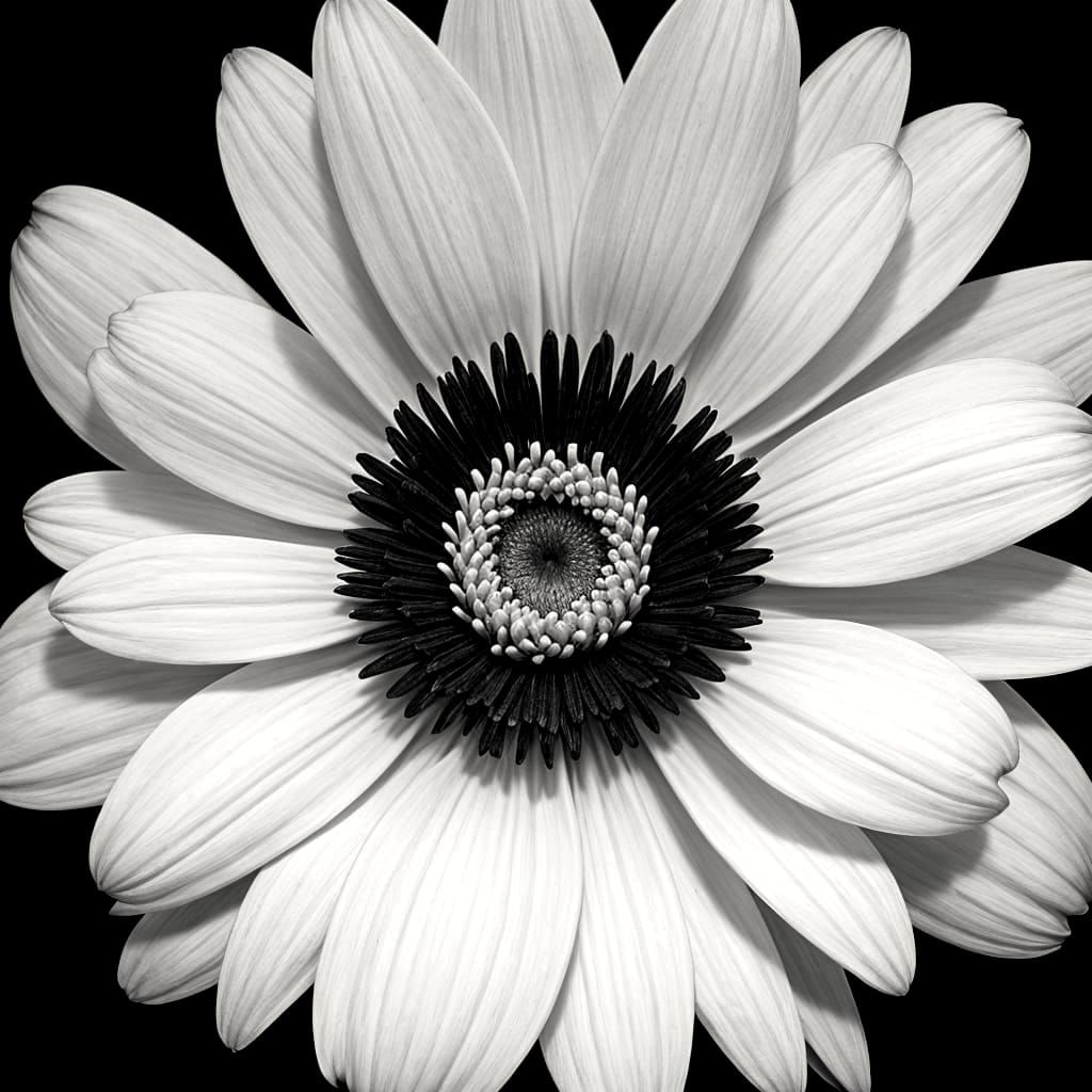 Elegant Black and White Flower