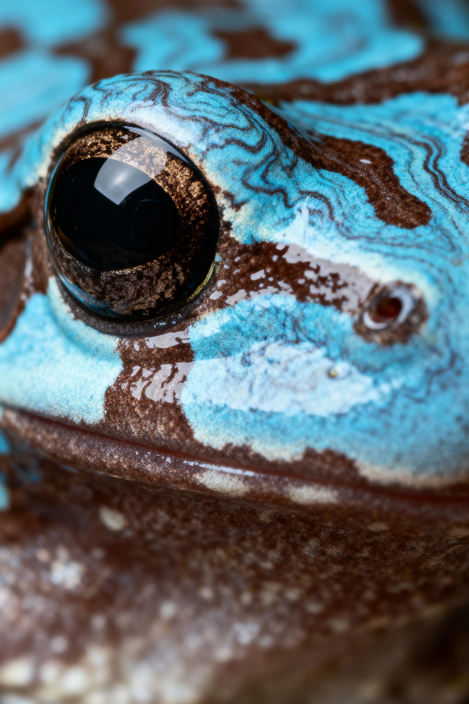 Macro Amazon Milk Frog Face: Blue and Brown Skin Detail