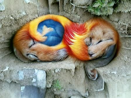Stylized Firefox Illustration