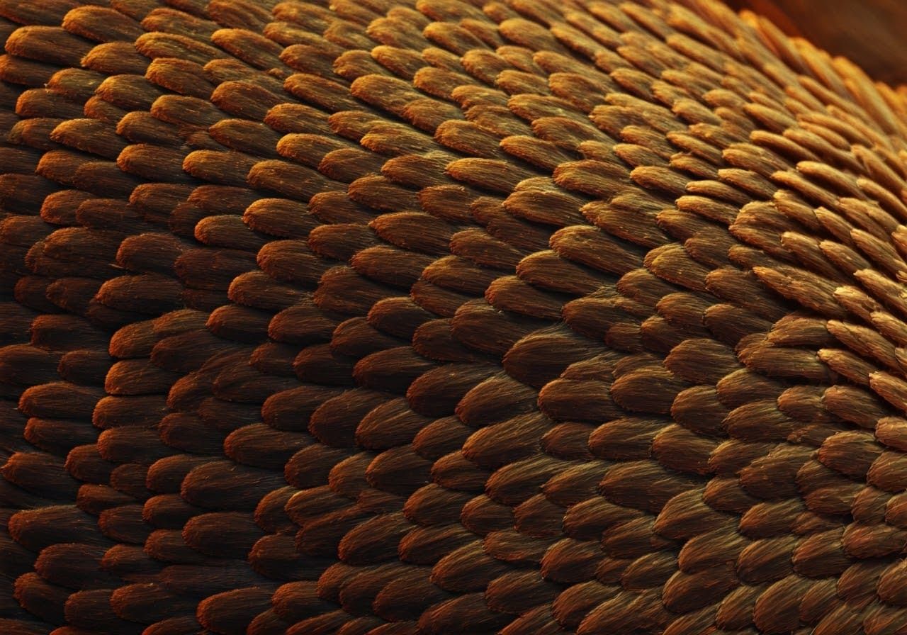 Densely Packed Butterfly Wing Scales in High-Contrast Detail