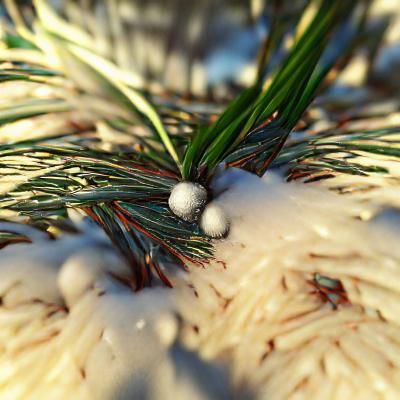 Snow-Dusted Pine Needles in Winter