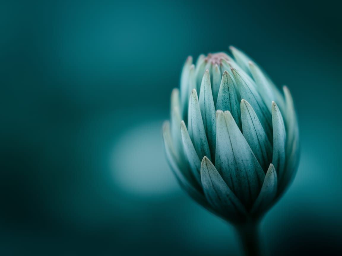 Turquoise Flower Bud Close-Up: Fine Art Macro