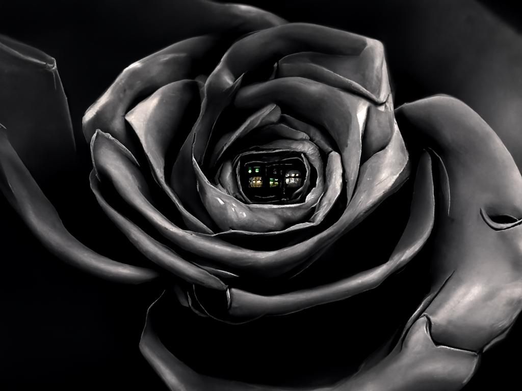 Tech rose