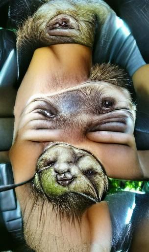 Detailed Portrait of a Smiling Sloth