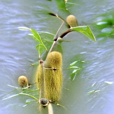 Elegant Solitary Willow Tree Illustration