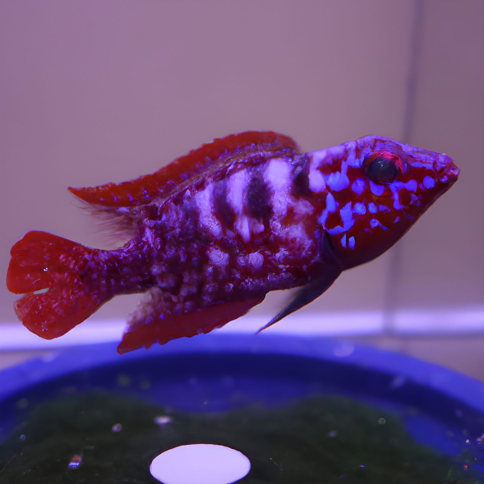 Purple and Red Female Jorōgumo Yokai