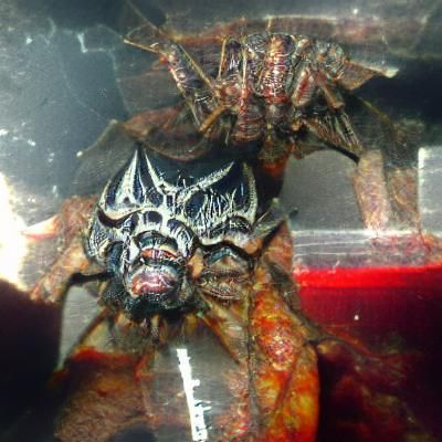 Gothic Biomechanical Figure in Giger Style