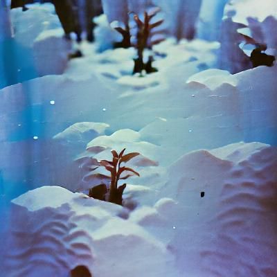 Winter Forest Landscape in Snow