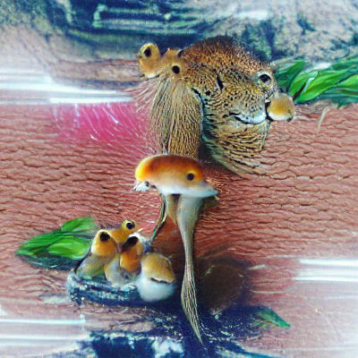 Charming Fox Family in Forest Illustration