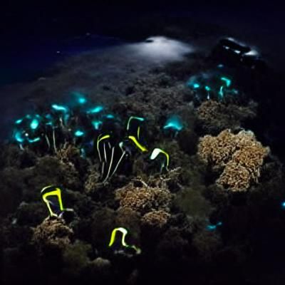 Bioluminescent Coral Reef Shimmers in the Deep