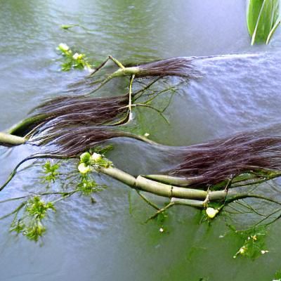 Weeping Willows Bending Over Water