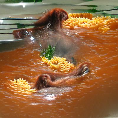 Orangutan Bathes in Fusilli Pasta