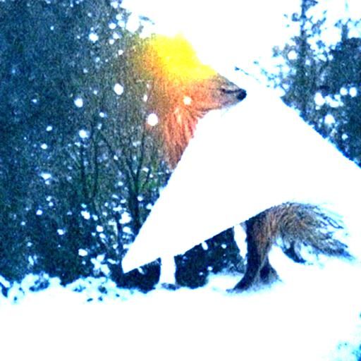 Hooded Fox in Snowy, Sunlit Landscape