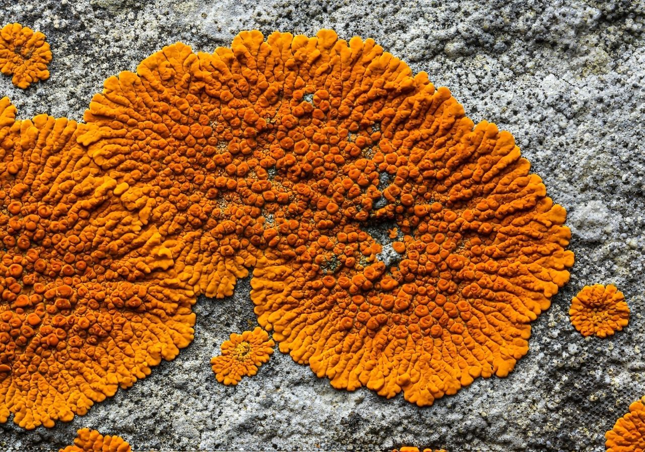 Vibrant Orange Lichen on Limestone Macro Photo