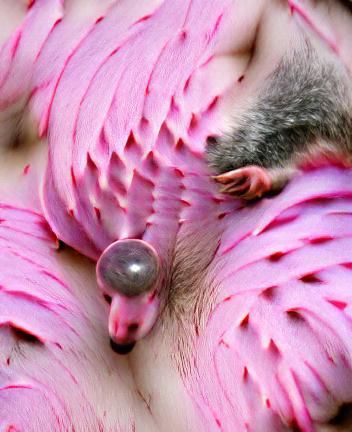 Pink Concentric Circles: A Surreal Possum Nipple Design