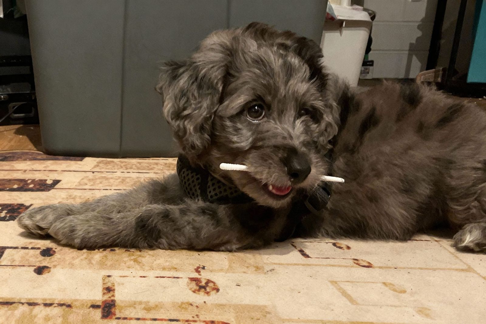 Happy Dog Smiling in AI Art