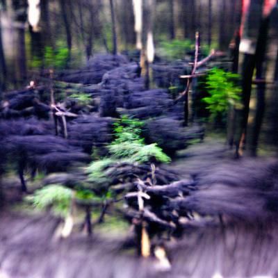 Eerie Blurred Forest of Poison Trees