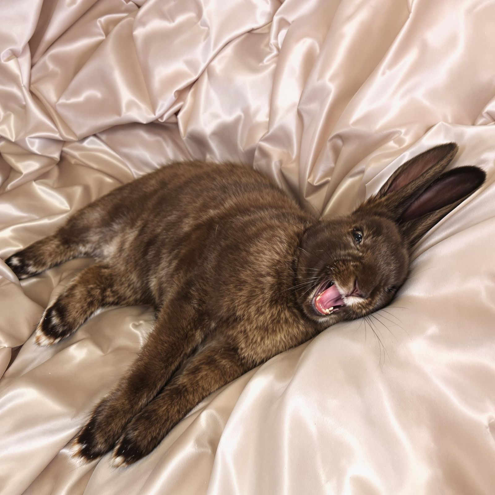 Sprawled languidly on rumpled satin sheets, the bunny’s lithe, chocolate-brown form is seized by a silent, deep-bellied ...