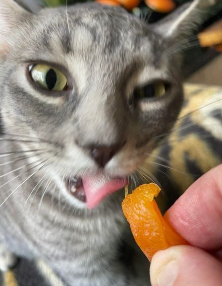 Doy Enjoys Eating Apricots