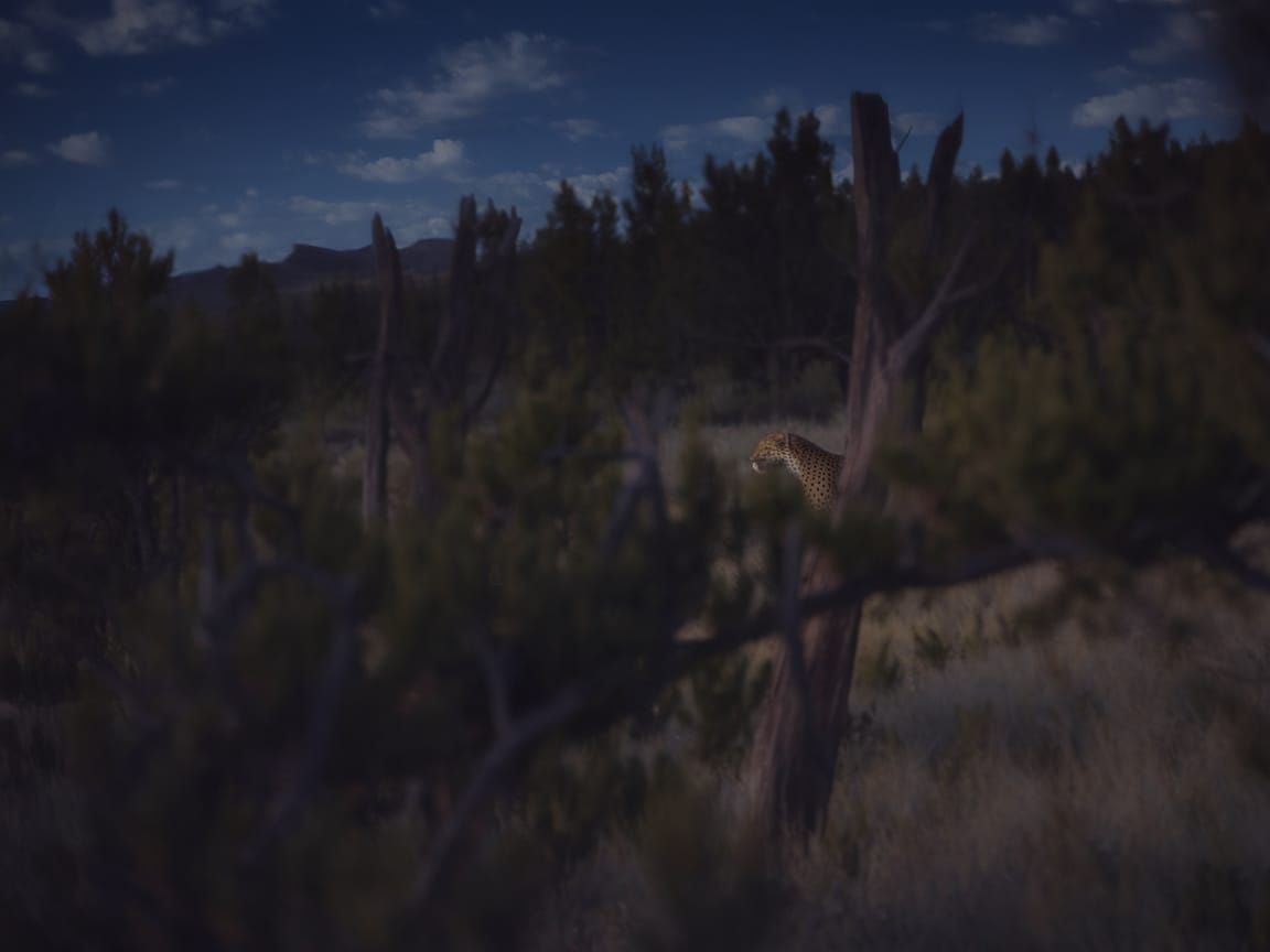 Jaguar Spotted in New Mexico Juniper Forest Near Telephone P...