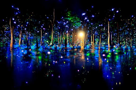 Otherworldly Forrest