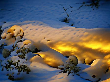 Snowy Twilight Scene in Golden Hour Light