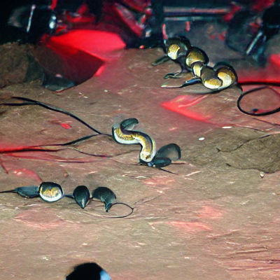 Snakes Rocking Out at a Concert