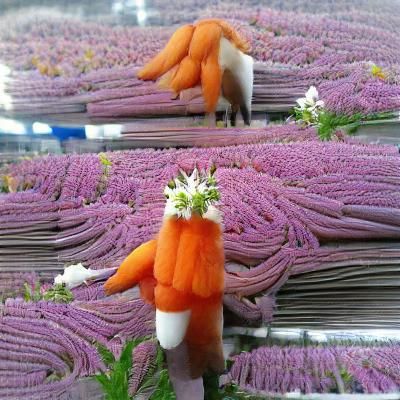 The King of Carrot Flowers