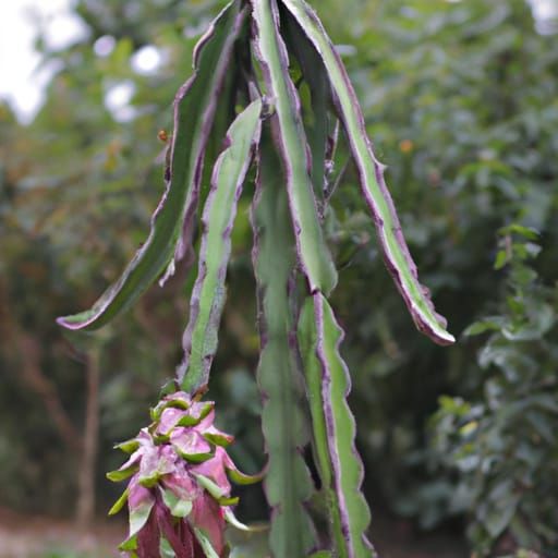 Dragon fruit