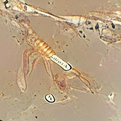 Exulansis AI Image