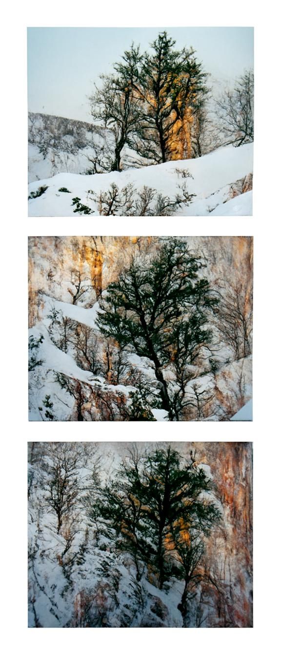 Snowy Hillside Tree in Vertical Triptych