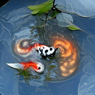 Yin and Yang Koi Fish in Pond