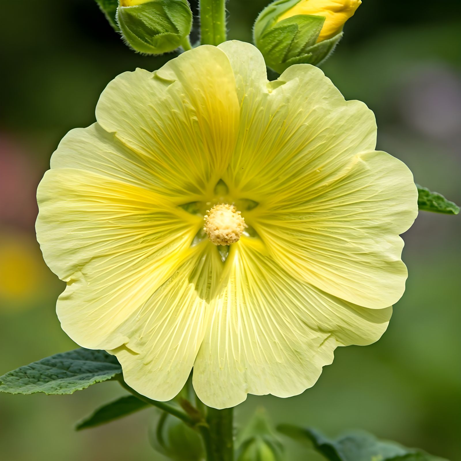Vibrant Yellow Hollyhock in Botanical Style