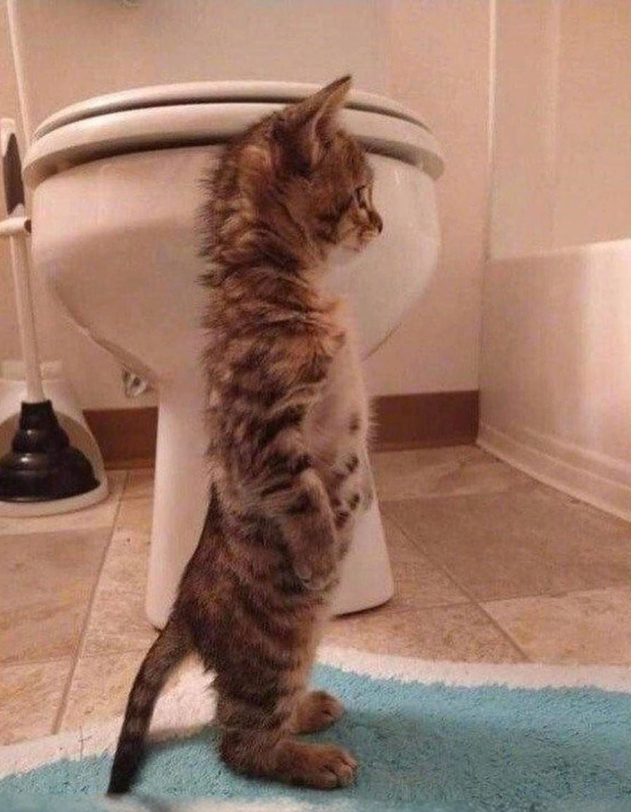 Hyperrealistic Kitten in Bathroom, Sharp Focus