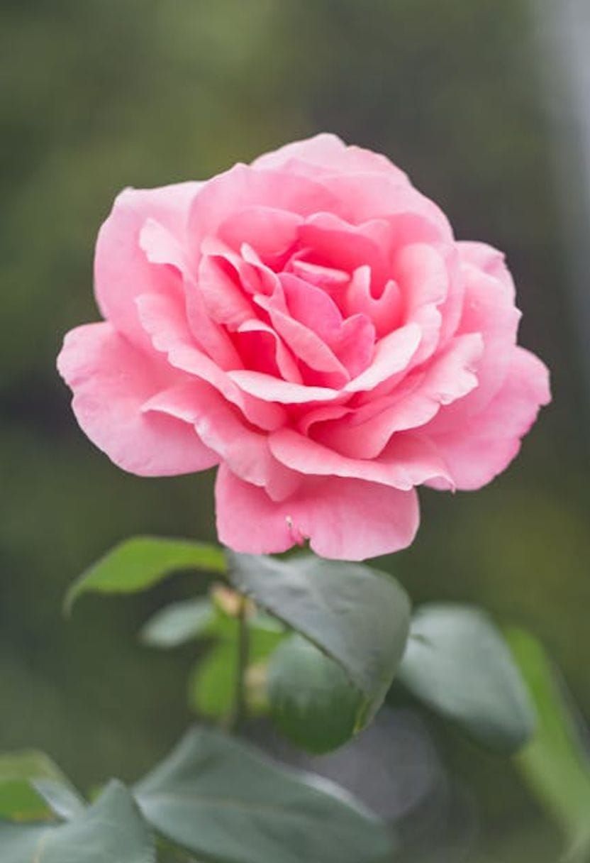 Indian Girl in Village, 3D Anime Art Style