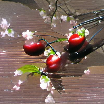 Fresh Ripe Cherries on the Branch