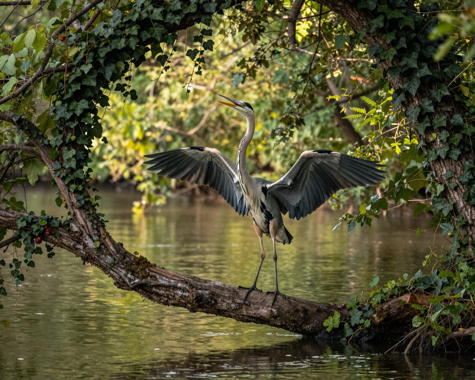 Majestic Heron on River Branch in Warm Light